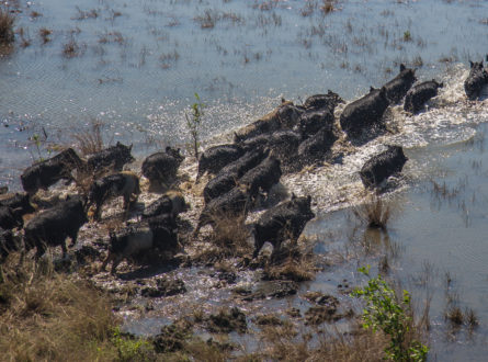 Feral pigs destroying a wetland, view from above.