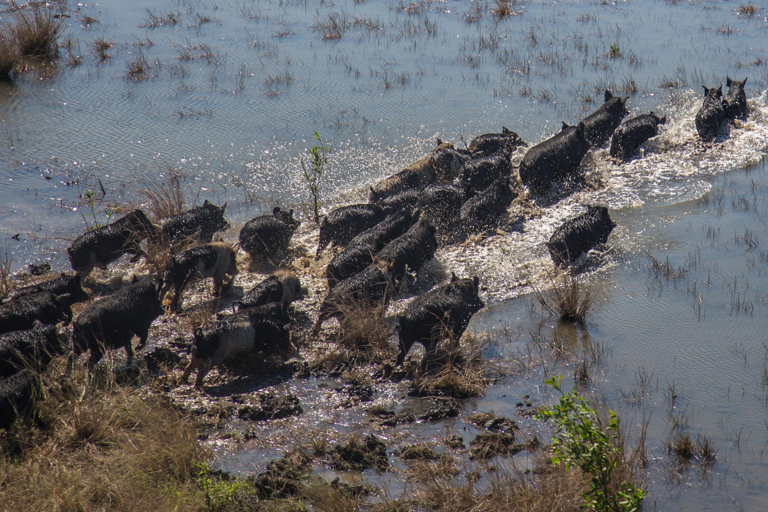 Feral pigs destroying a wetland, view from above.