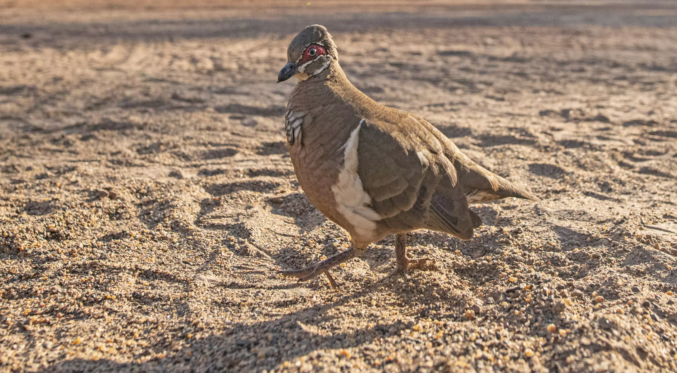Photo of a partridge pigeon, a threatened species found in the Northern Territory.