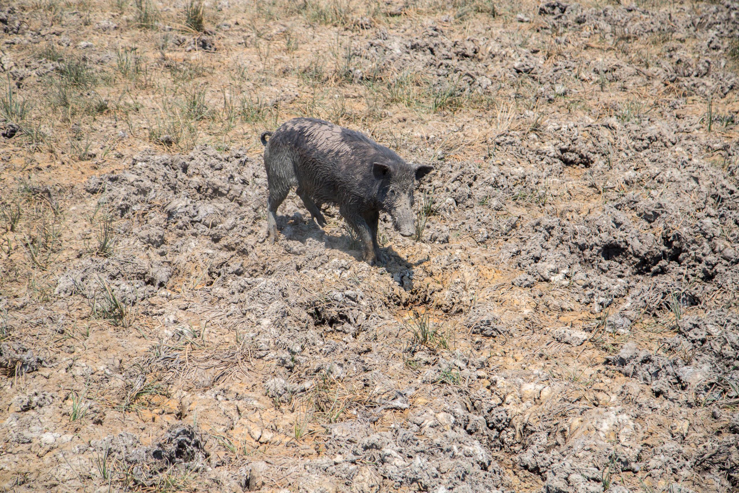 Individual feral pig photo in damaged landscape