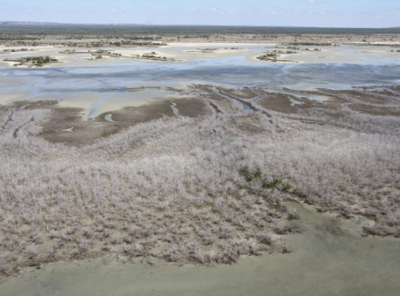 Mangrove dieback aerial image