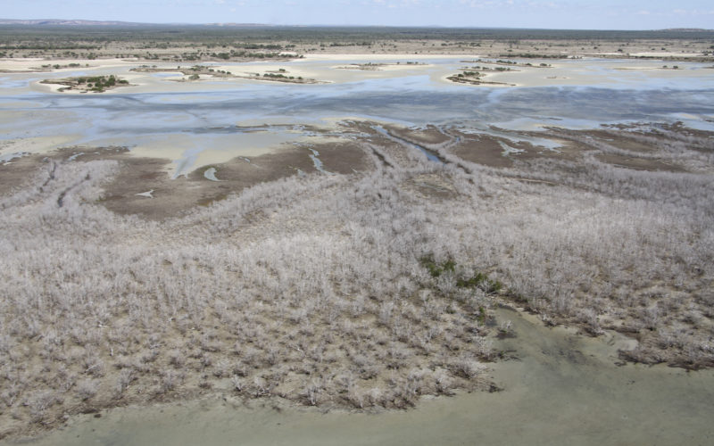 Mangrove dieback aerial image