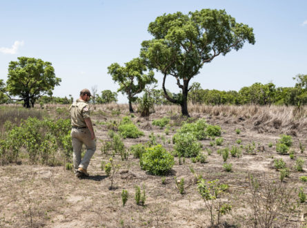 Ranger among recovering gamba landscape