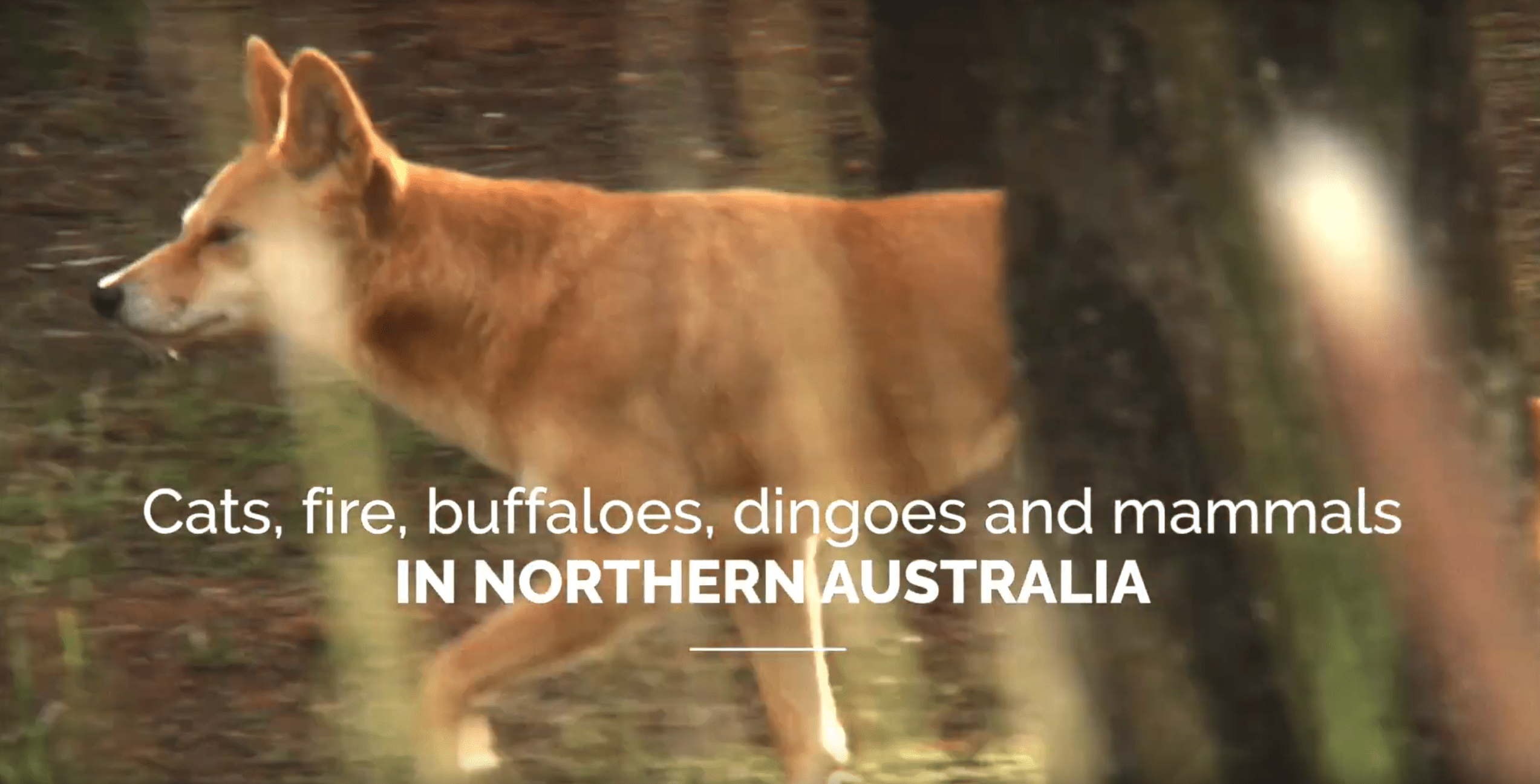 Cats Fire Buffaloes Dingoes And Mammals In Northern Australia Video Nesp Resilient