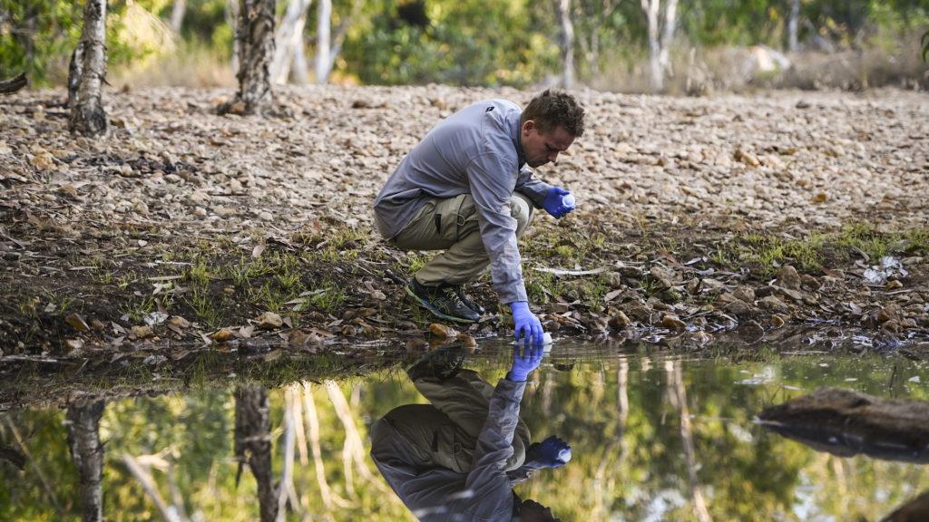 Getting the jump on cane toads - NESP Resilient Landscapes Hub