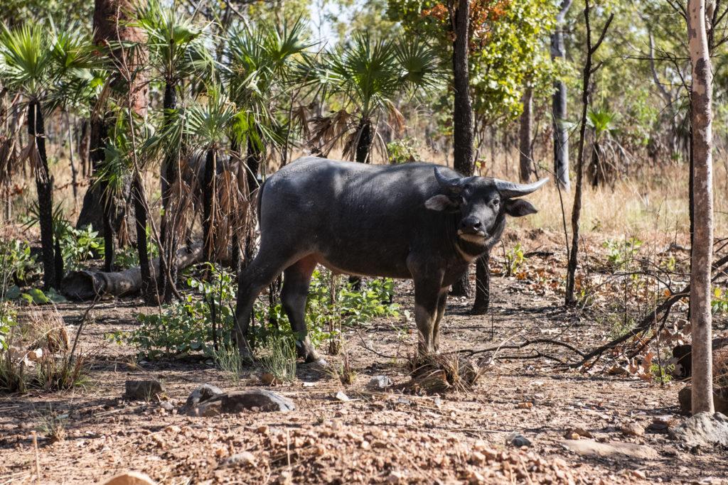 The mystery of the Top End’s vanishing wildlife NESP Resilient