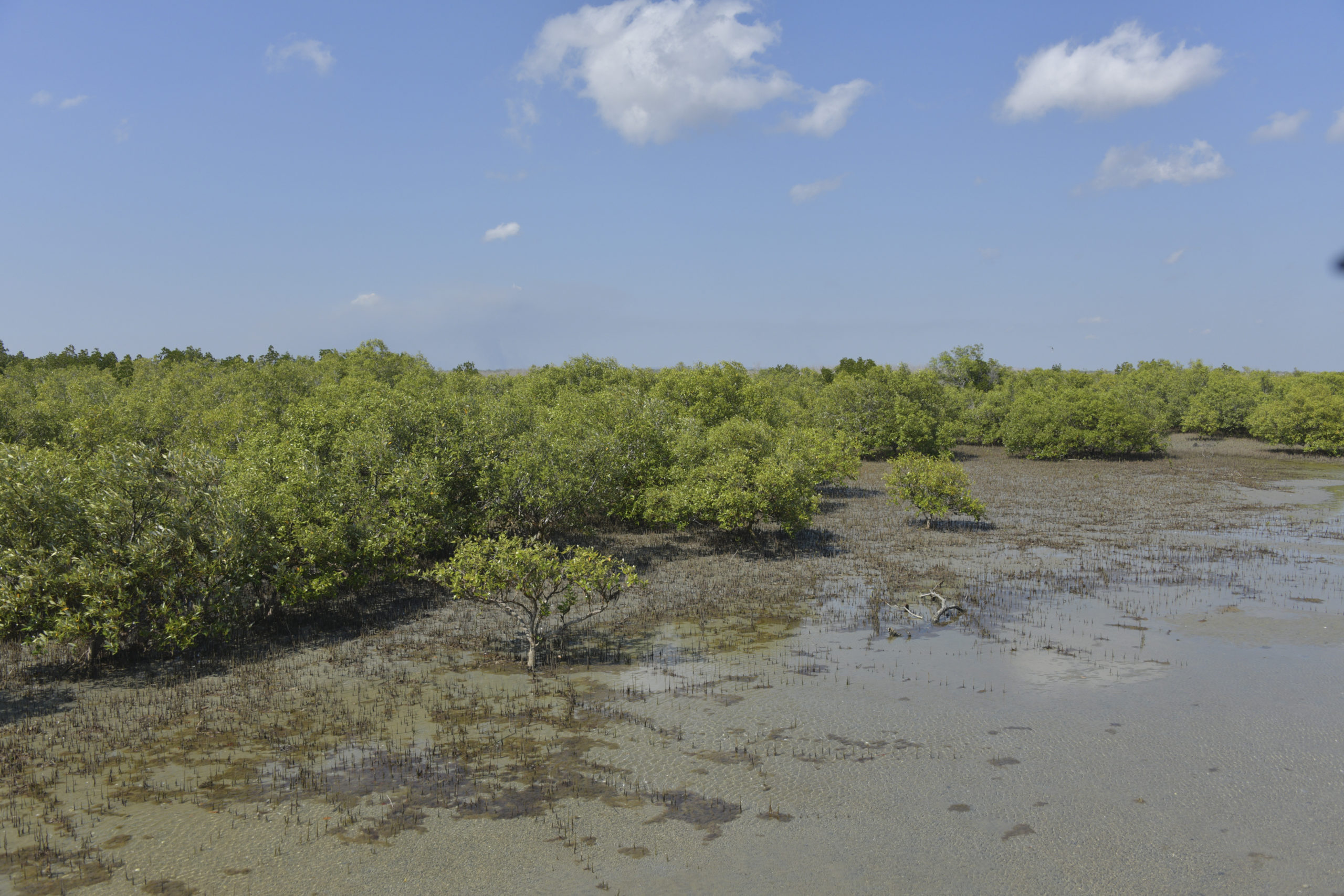 Mangroves in GoC