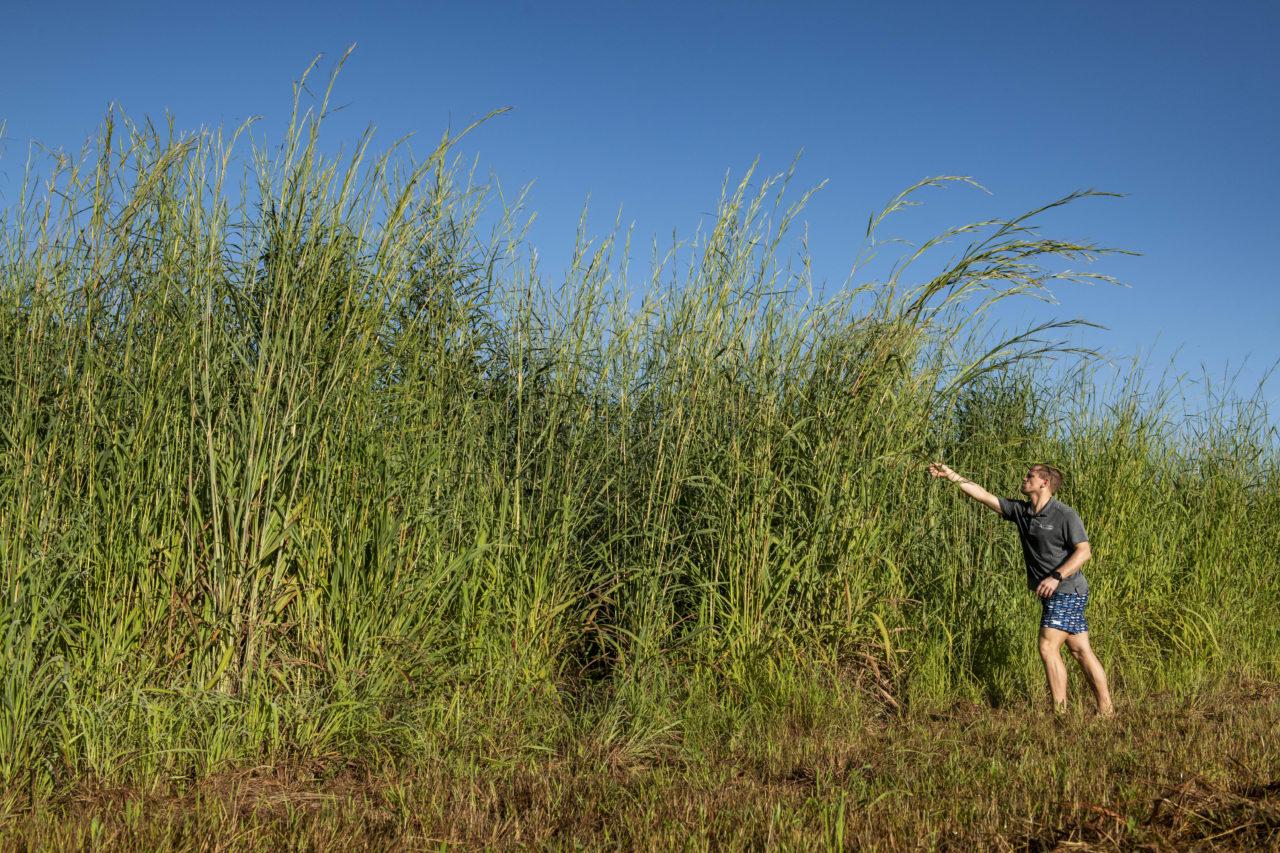 Machine learning helps to map gamba grass from space - NESP Resilient ...