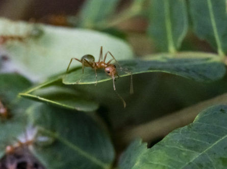 Green ant on the edge of a leaf