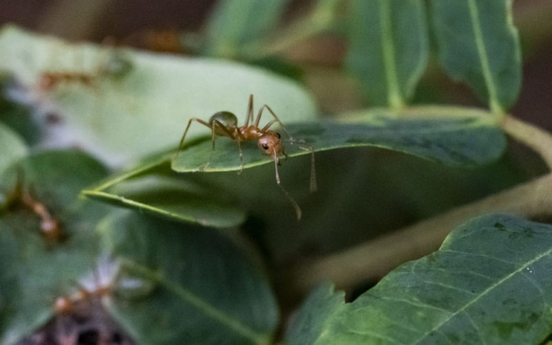 Green ant on the edge of a leaf
