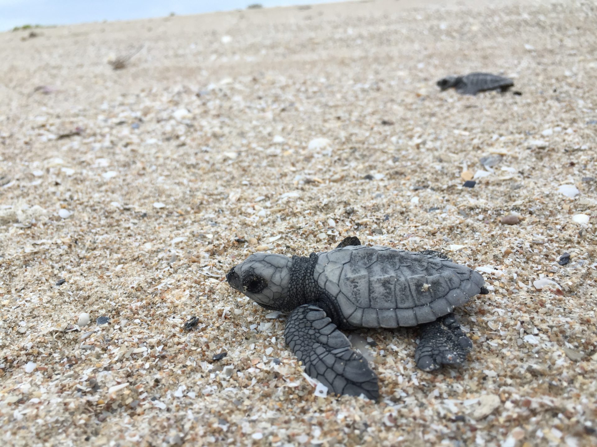 Accelerating Turtle Teaming up for turtles - NESP Resilient Landscapes Hub