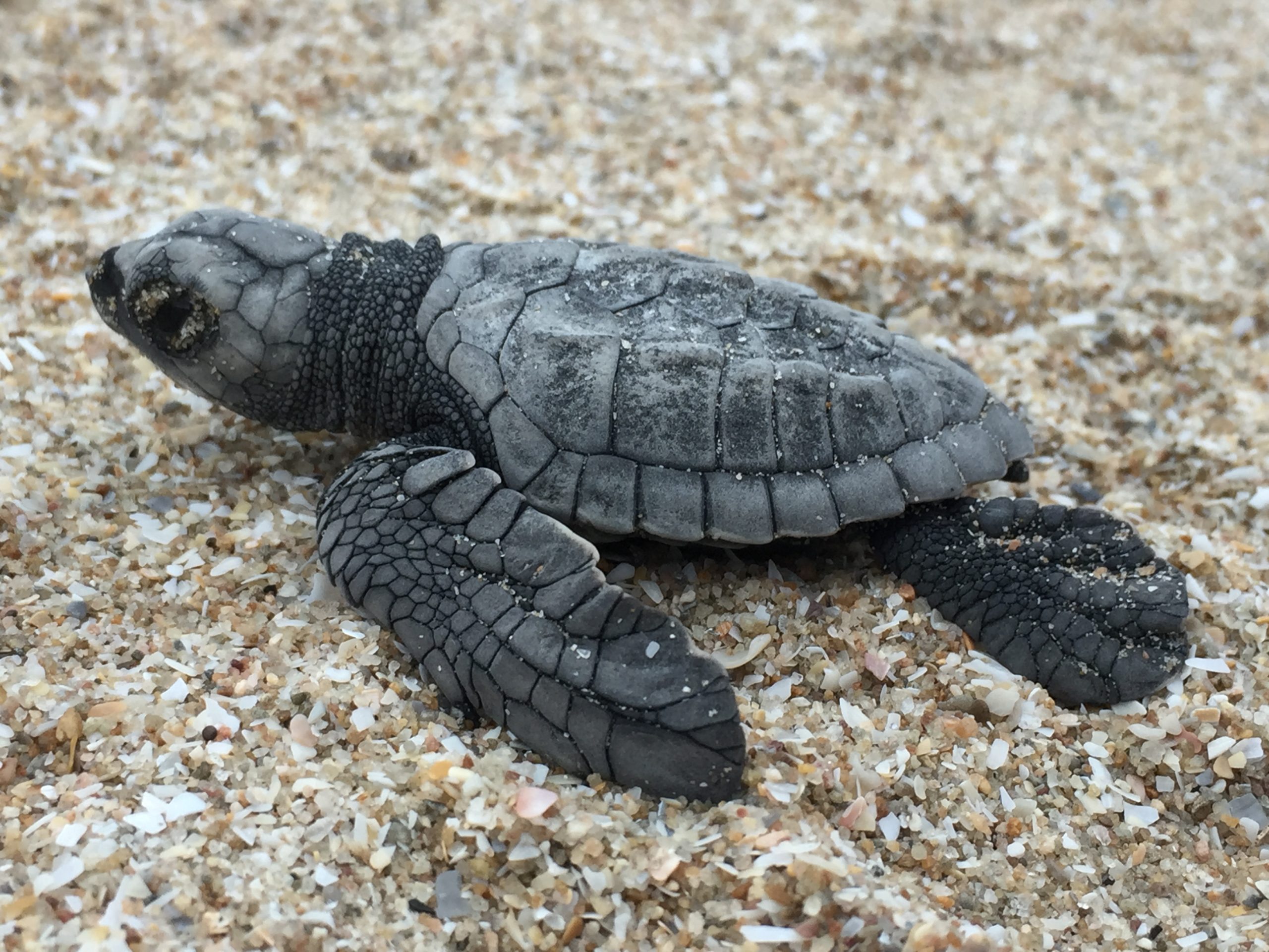 Accelerating Turtle Teaming up for turtles - NESP Resilient Landscapes Hub