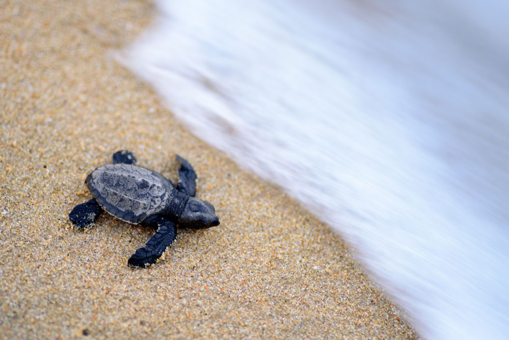 A baby olive ridley turtle makes its way towards the sea.