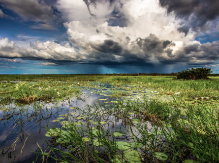 Storm clouds and rain approaching over a floodplain with vegetation in the foreground. by Michael Douglas