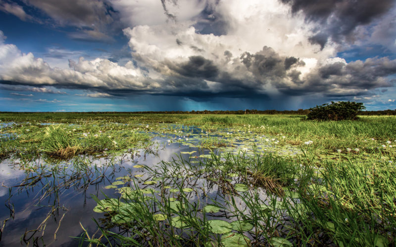 Storm clouds and rain approaching over a floodplain with vegetation in the foreground. by Michael Douglas