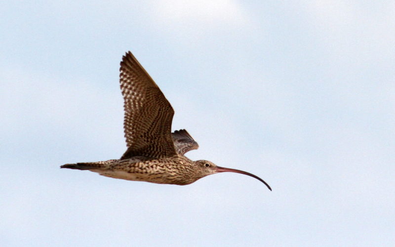 A far Eastern Curlew in flight.