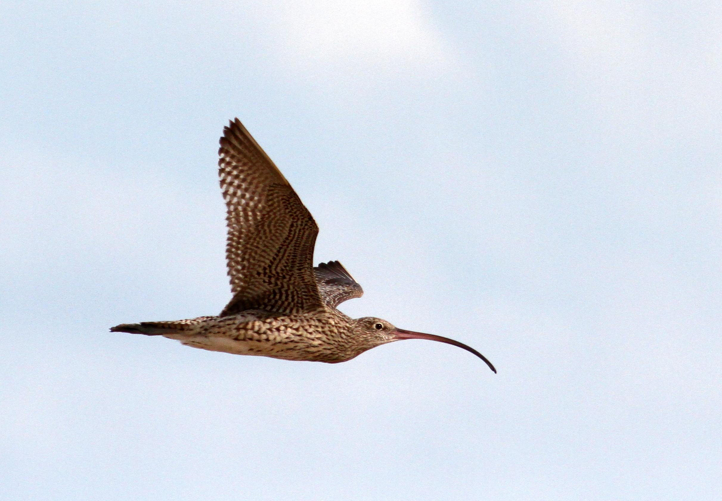 A far Eastern Curlew in flight.