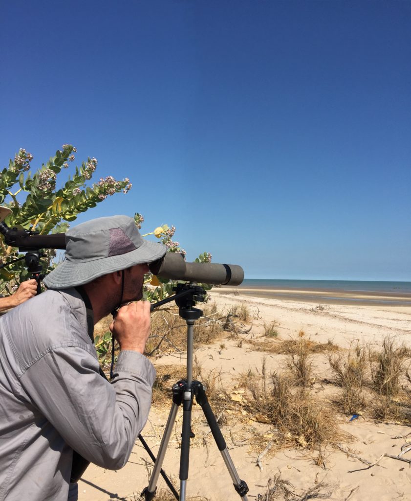 Male researcher looking at shorebirds through a sighting scope on the Gulf of Carpentaria shoreline.