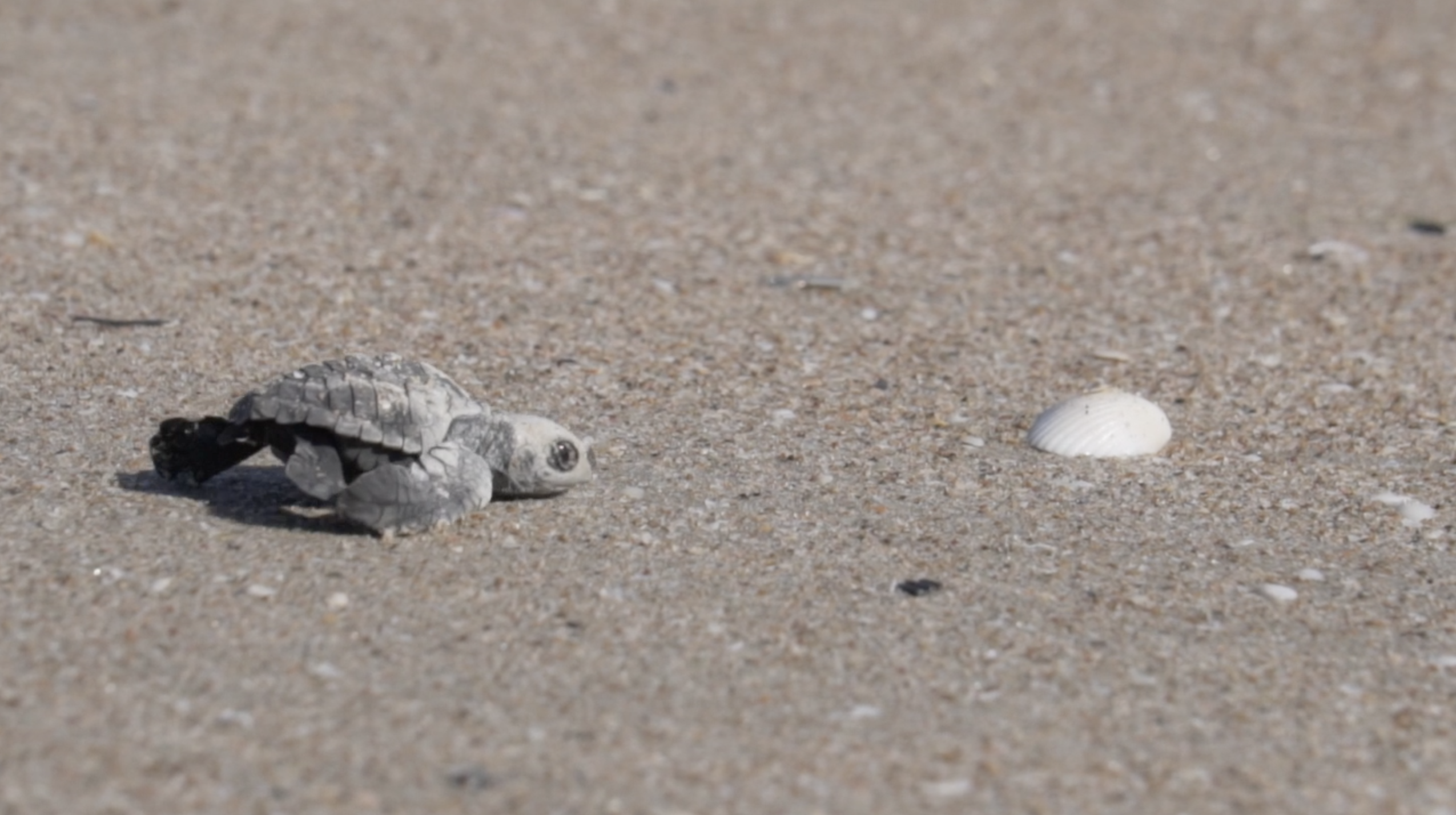 Baby turtle on the beach