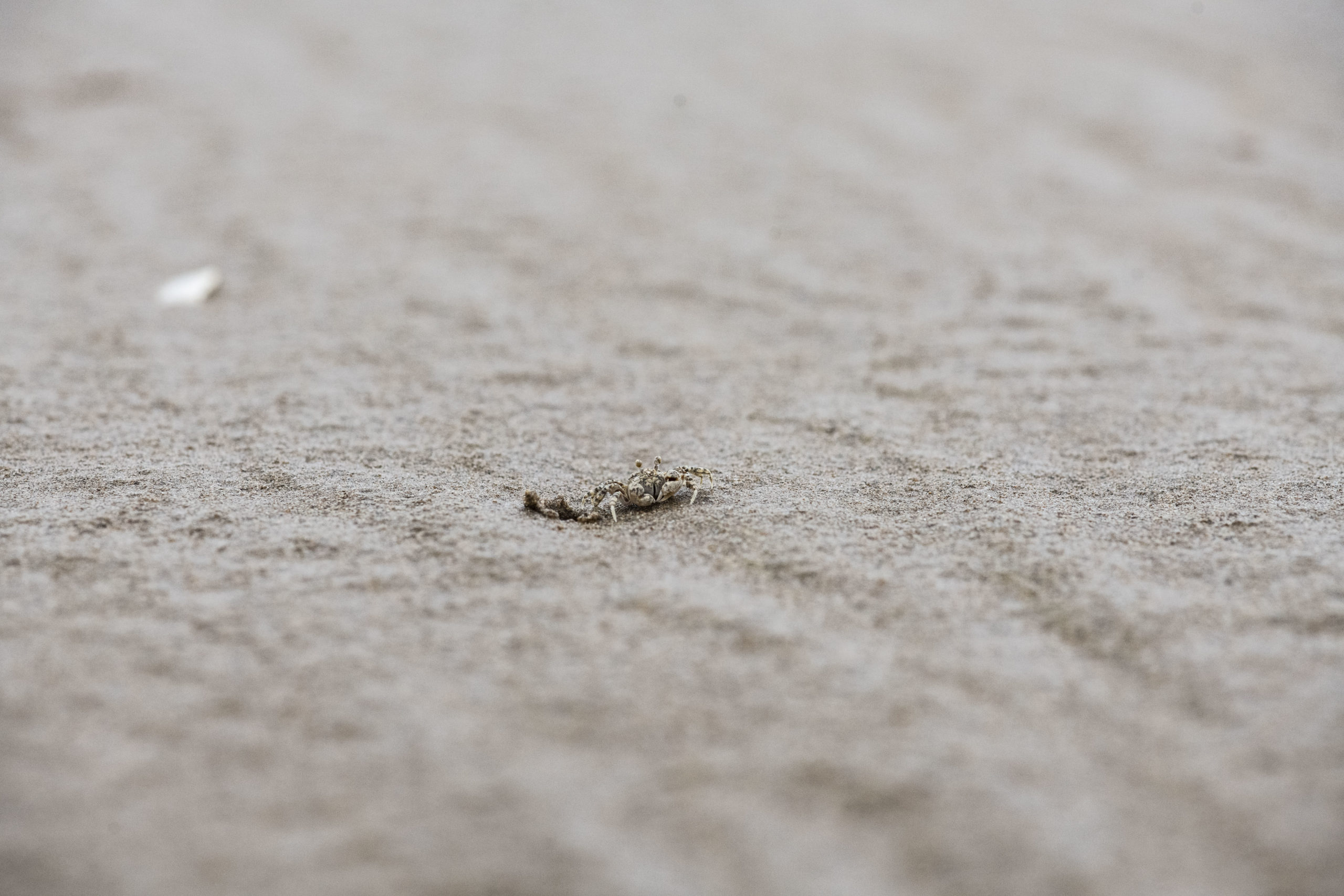Photo shoes a crab on sand next to its burrow.