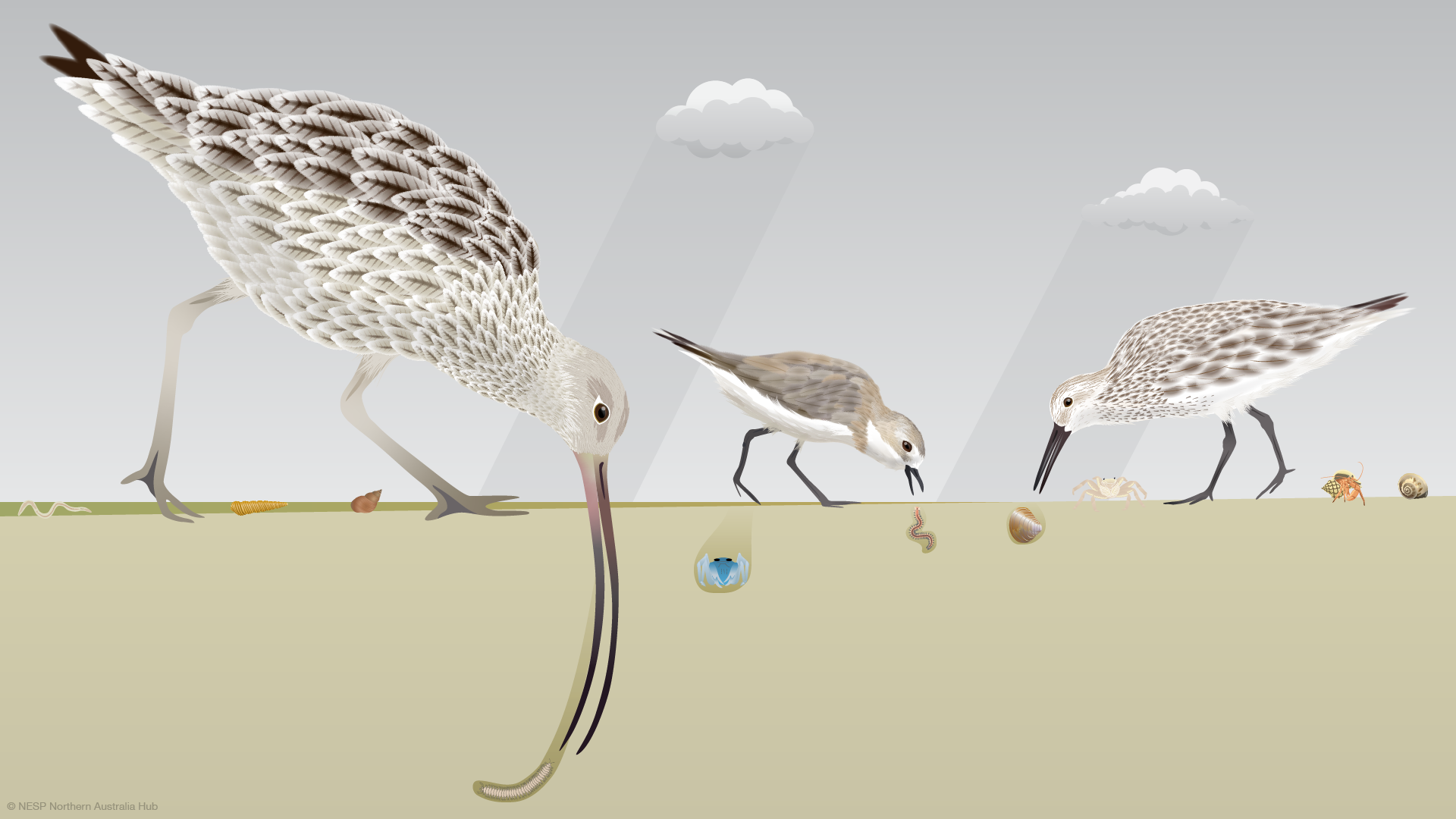 A diagram of foraging shorebirds consuming invertebrates in the intertidal zone.