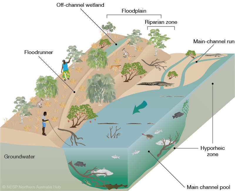 A digramatic representation of the hydrological zones of the Fitzroy River which includes Traditional Owners and their use of the land through fishing and harvesting of plants.