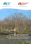 Mangrove dieback synthesis cover