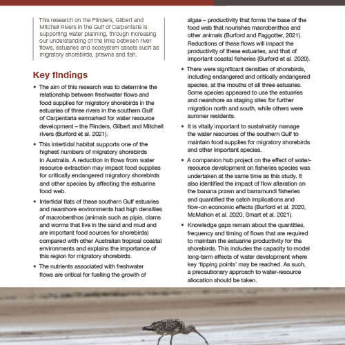 Shorebird policy brief cover