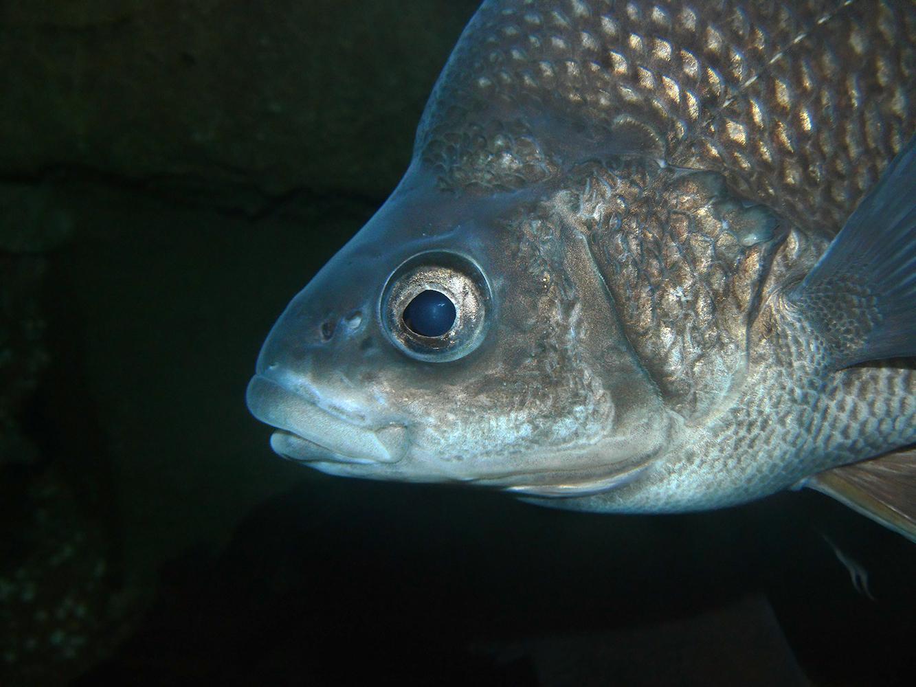 Underwater image of a macquarie perch. Only the fish's head is visible.