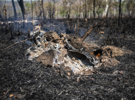 Savanna burn, fallen tree and roots on fire.