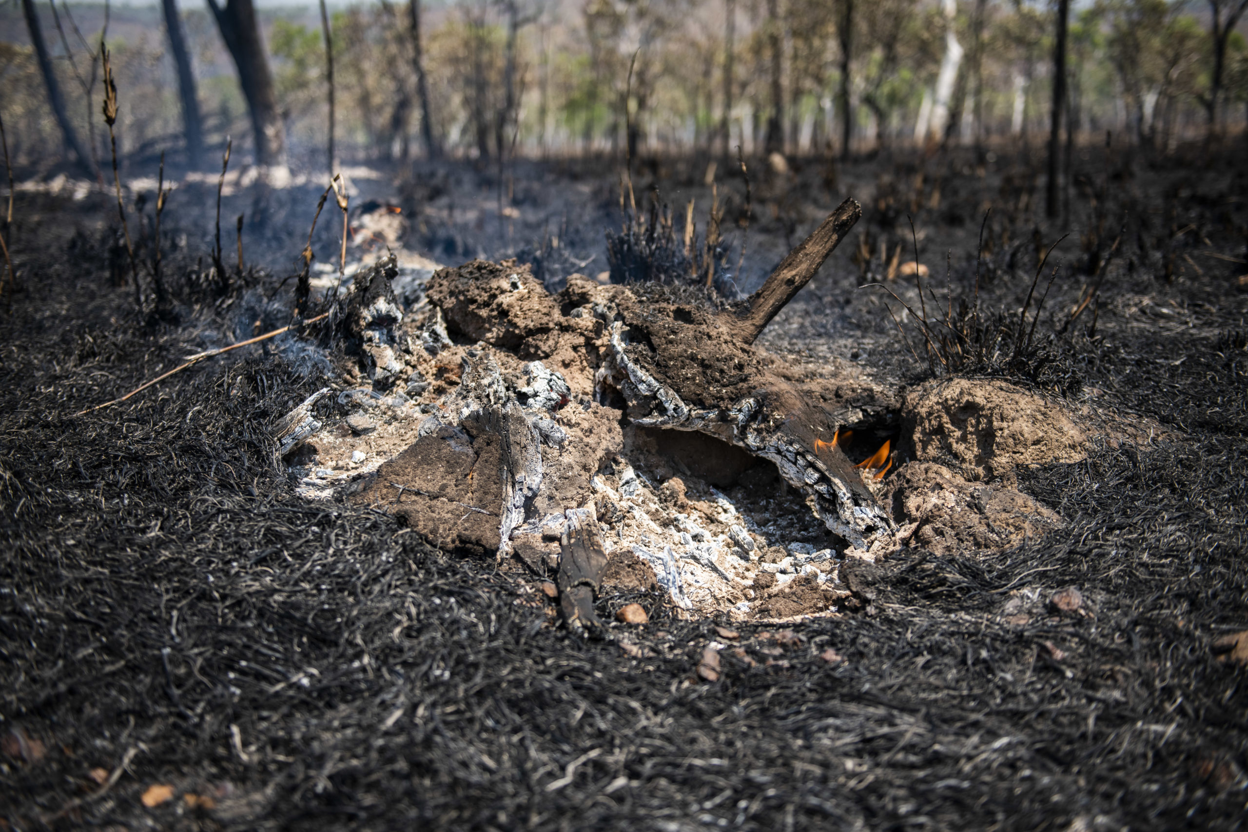 Savanna burn, fallen tree and roots on fire.