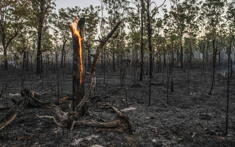 A tree trunk burns from within with fallen, charred branches surrounding it and ashes through the surrounding savanna.