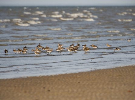 Threatened shorebirds image