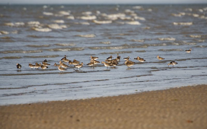 Threatened shorebirds image