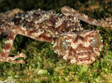 Leaf tailed gecko at eye level