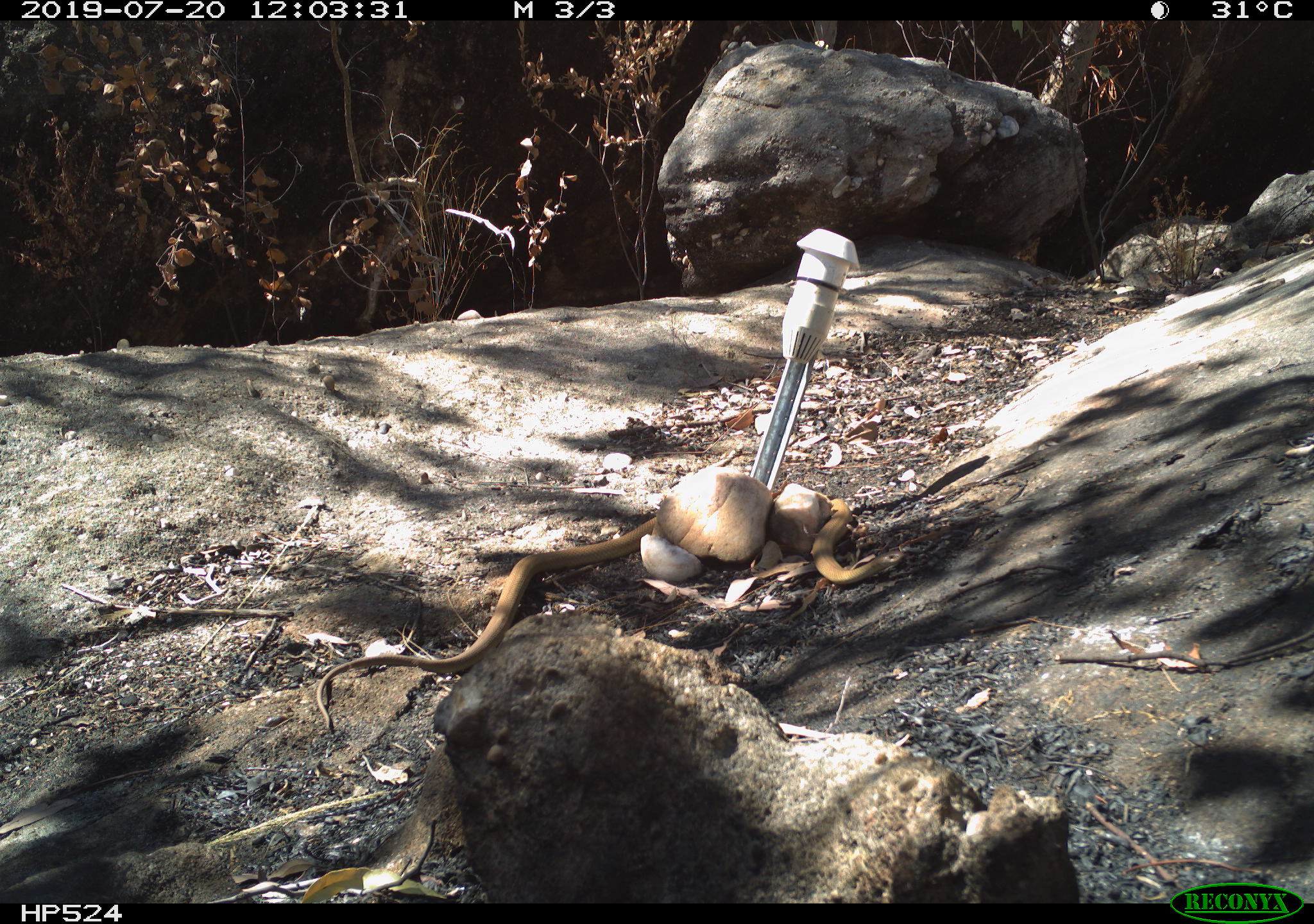 Snake in dappled shadows underneath a camera trap bait
