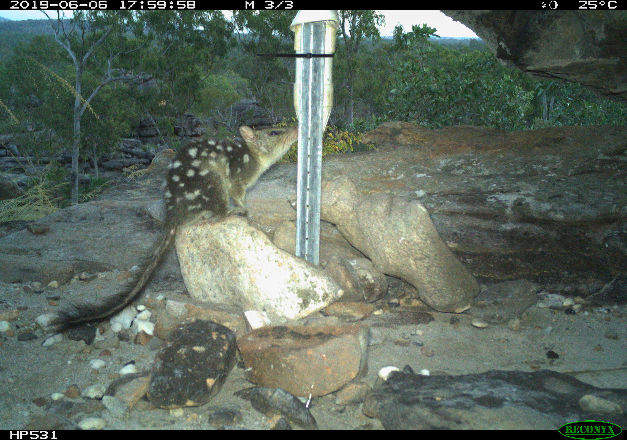 Camera trap quoll image – quoll is up close to a bait