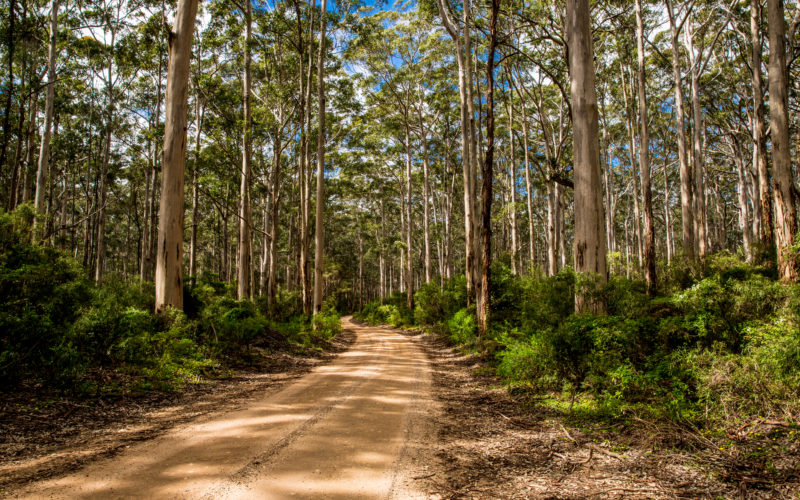 Southern Australian eucalypt forest with a winding dirt road weaving an s-curve through the photo.