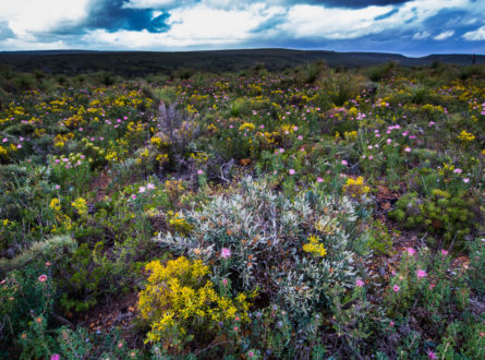 Biodiversity in southwestern Western Australia