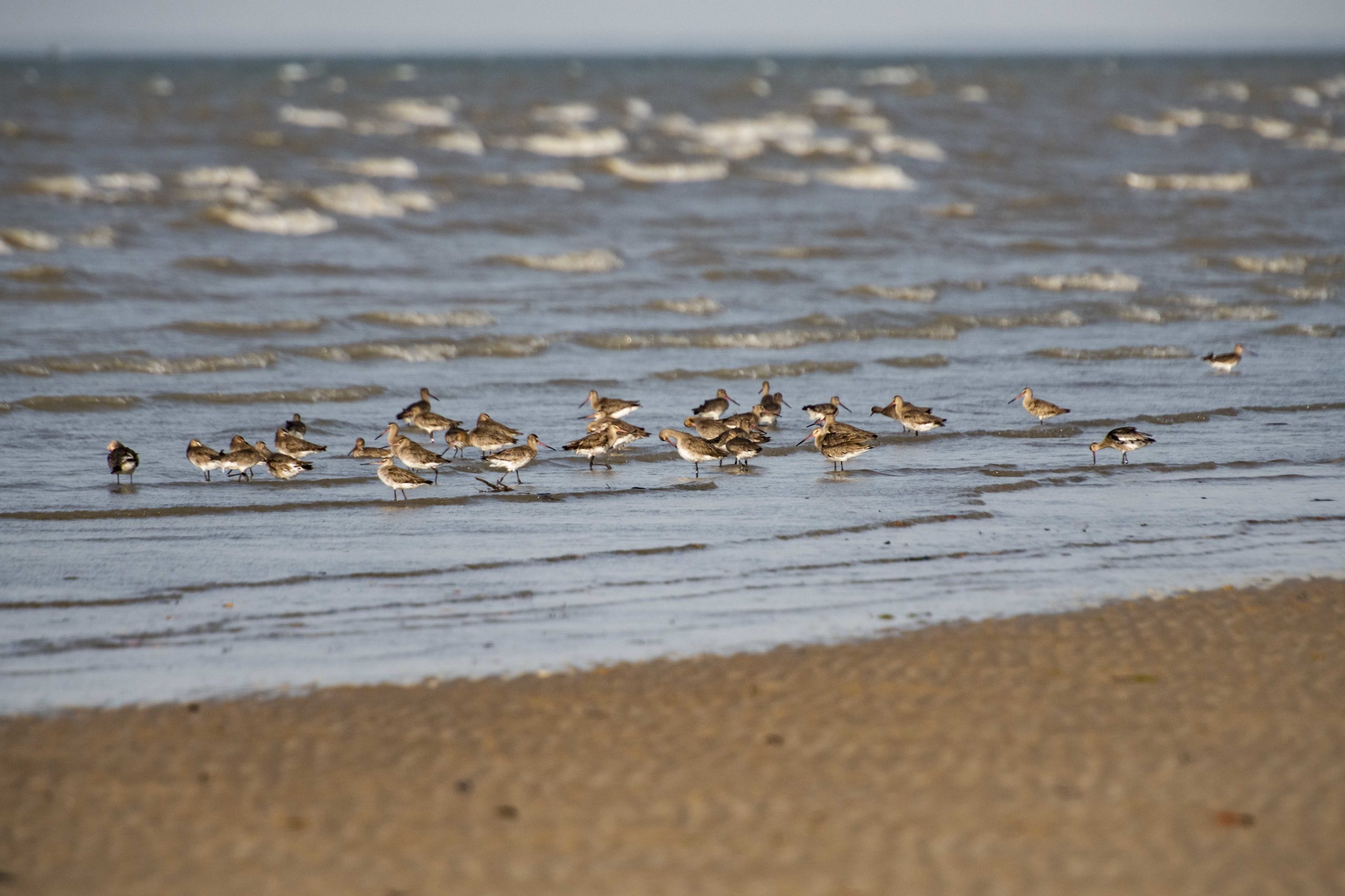 Migratory shorebird diagrams - NESP Resilient Landscapes Hub