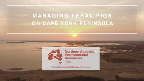 湿地上管理野猪视频缩略图。包括前面提到的标题和NESP北澳大利亚环境资源中心的标志在约克角半岛盐田。