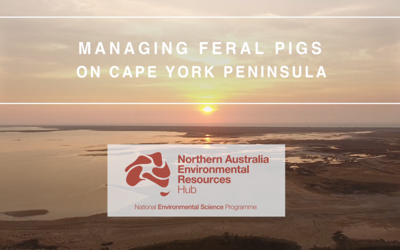 Managing feral pigs on wetlands video thumbnail. Includes aforementioned title and the NESP Northern Australia Environmental Resources Hub logo over a saltpan on Cape York Peninsula.