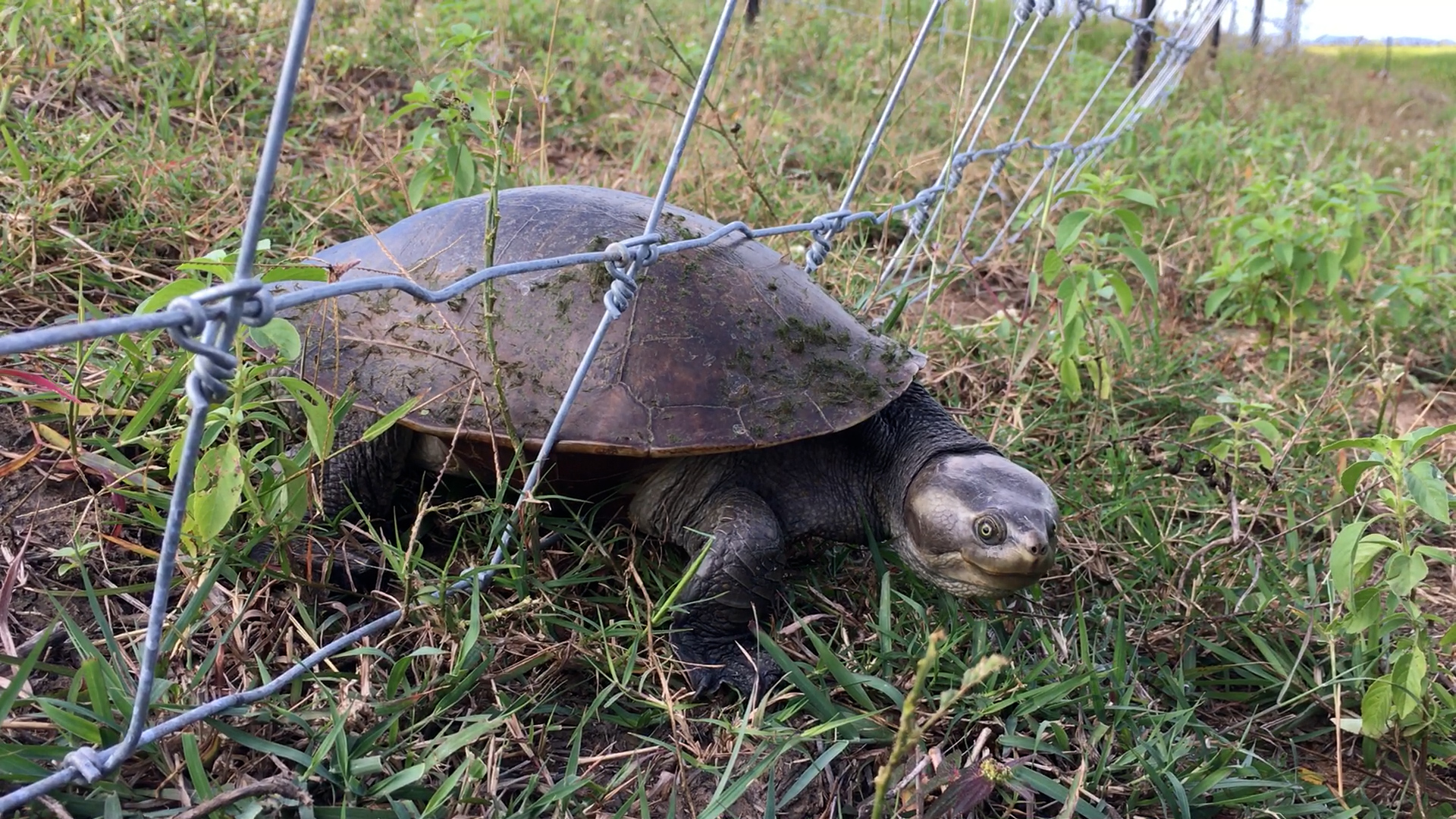 A freshwater turtle is unable to get through a wire fence designed to keep feral pigs out of wetlands.