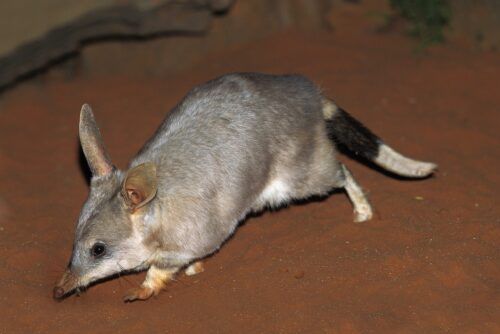 A bilby moves across dark red sand
