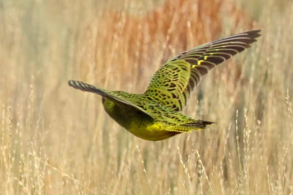 A night parrot flies away from the camera above some dry grass