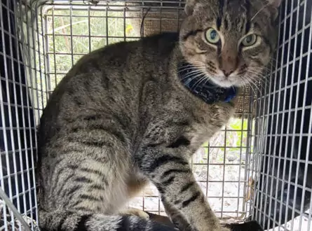 Feral cat in a cage trap