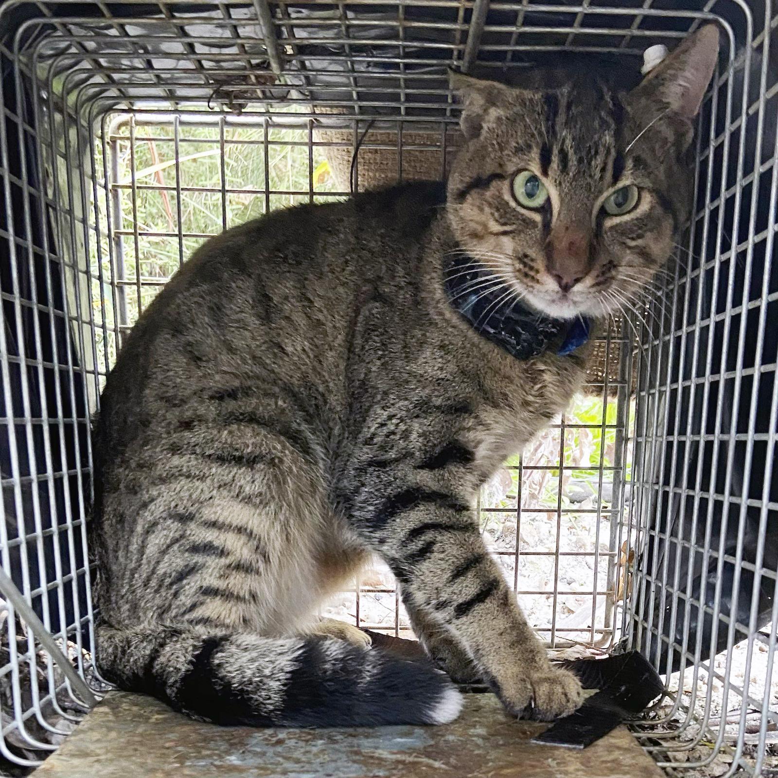 Feral cat in a cage trap
