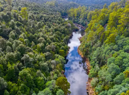 Aerial view of Arthur river at Tarkine forest in Tasmania, an important area for biodiversity