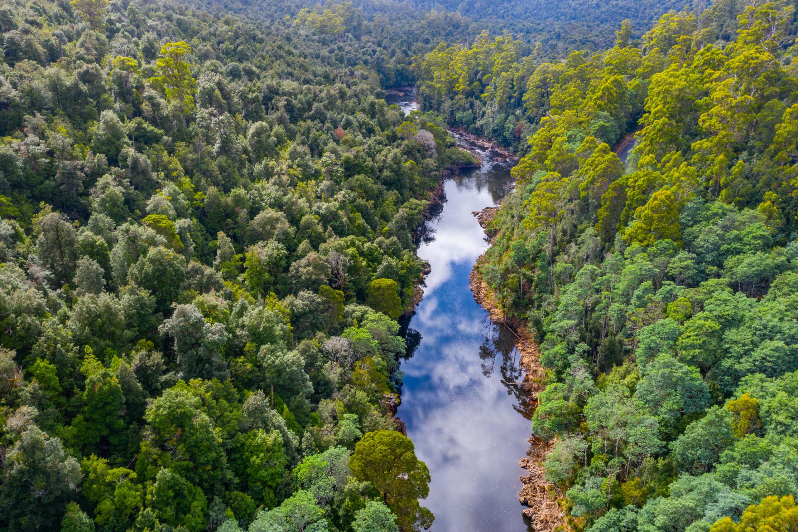 Aerial view of Arthur river at Tarkine forest in Tasmania, Australia