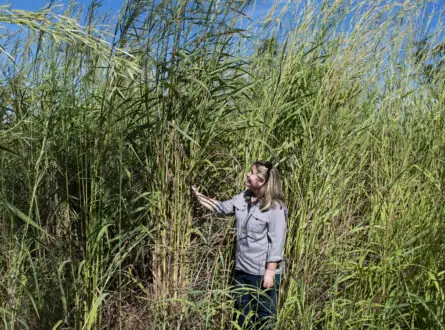 Natalie Rossiter-Rachor standing amongst tall gamba grass an invasive grass in Australia.